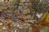 Vibrantly Colored, Polished Petrified Wood Section - Arizona #113371-2